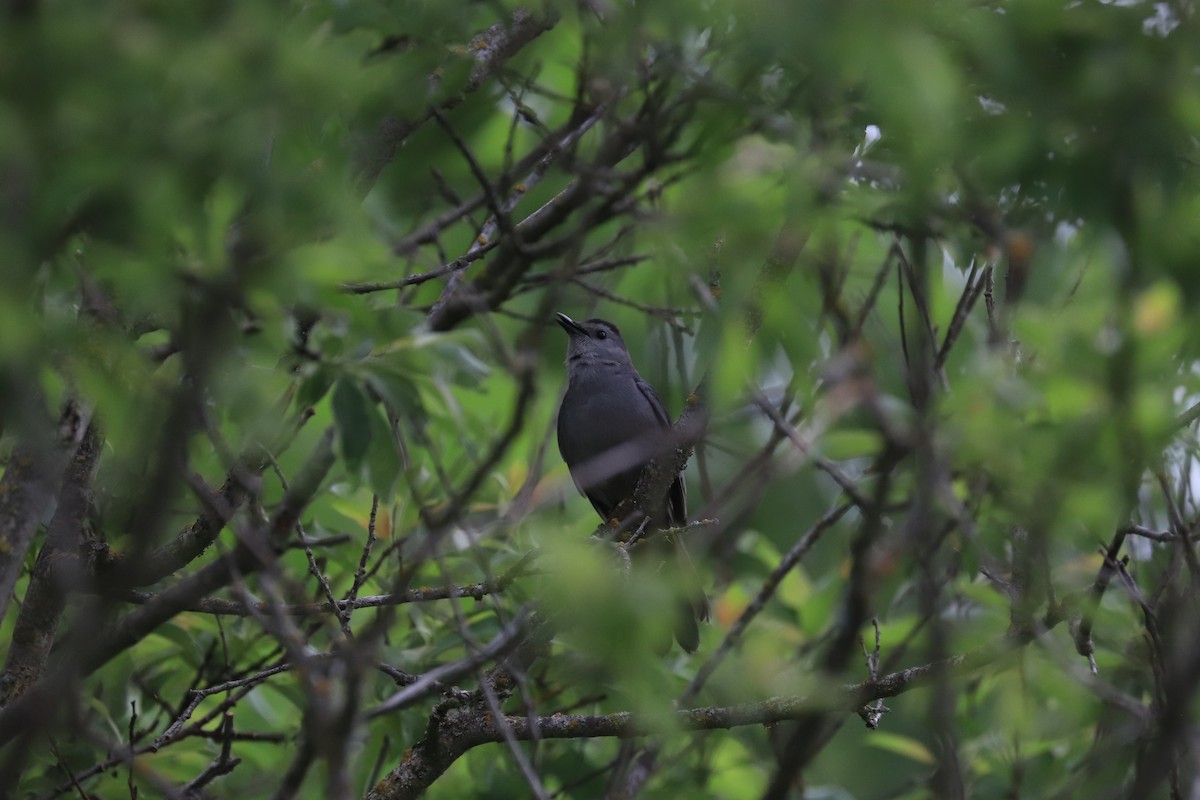 Gray Catbird - ML619949155