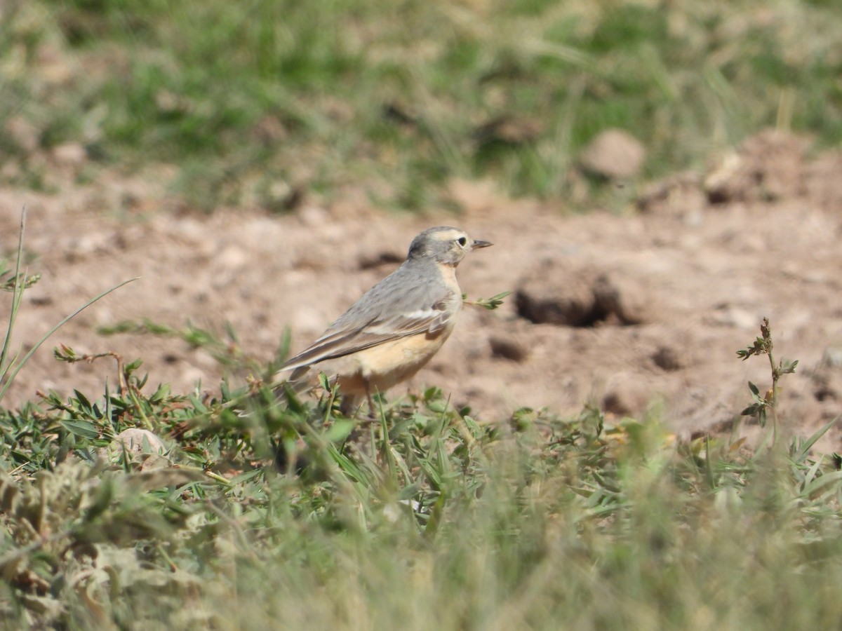 American Pipit - ML619949158