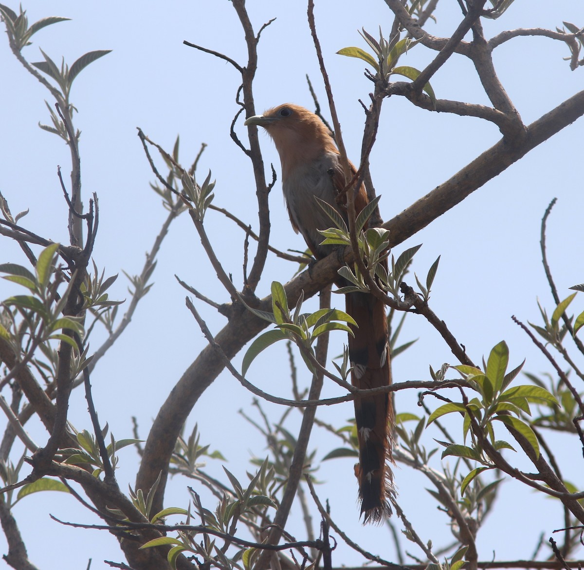Squirrel Cuckoo (West Mexico) - ML619949162