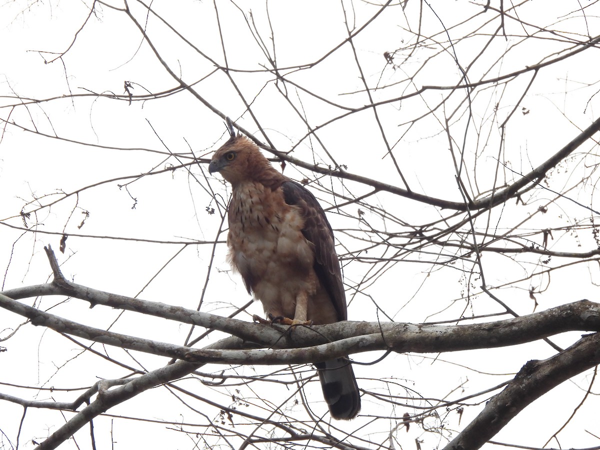 Dschungelhaubenadler - ML619949164