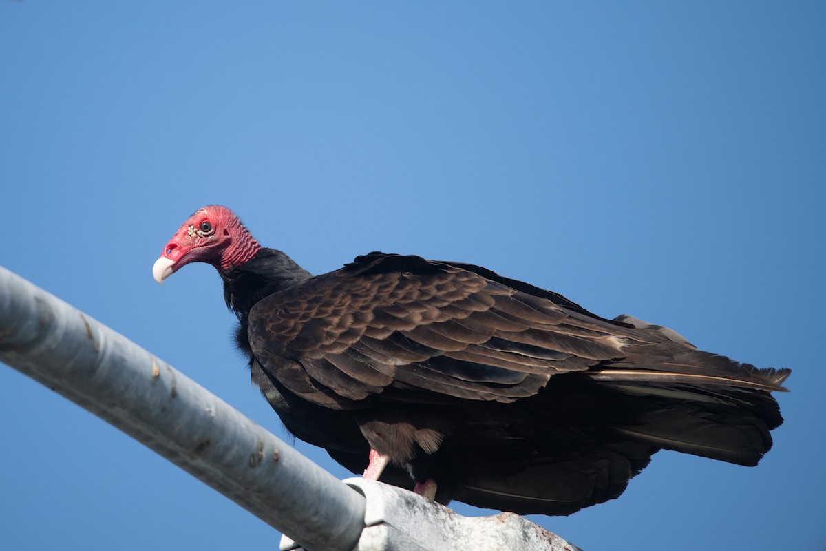 Turkey Vulture - ML619949198