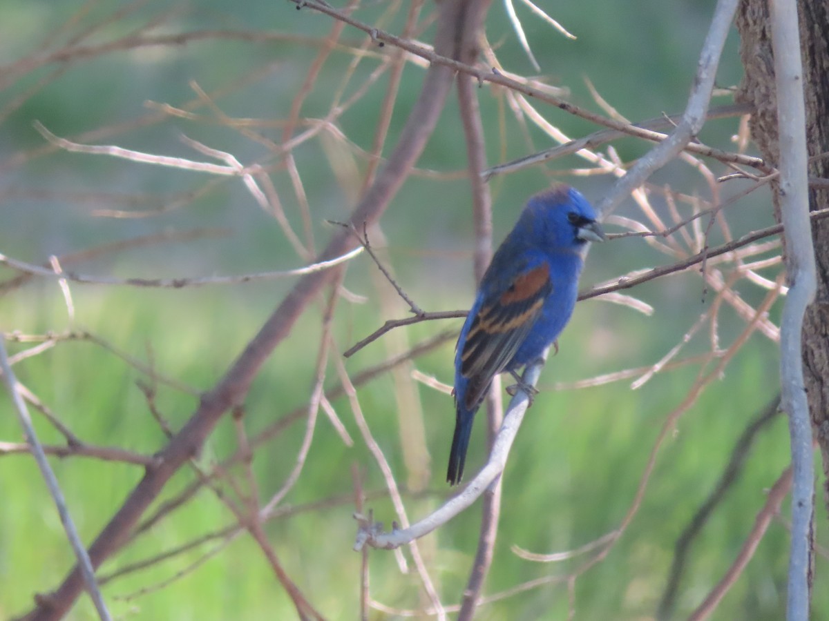 Blue Grosbeak - ML619949200