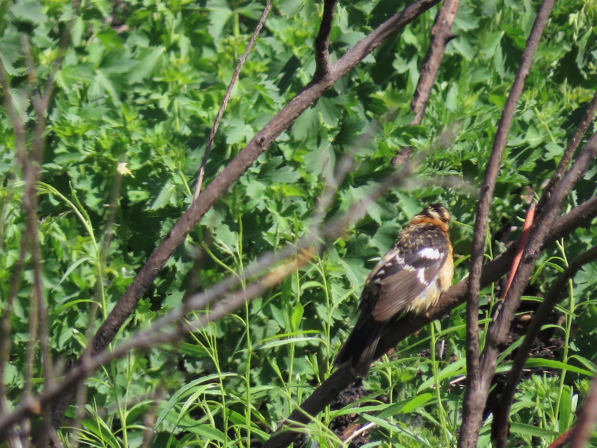 Black-headed Grosbeak - ML619949203