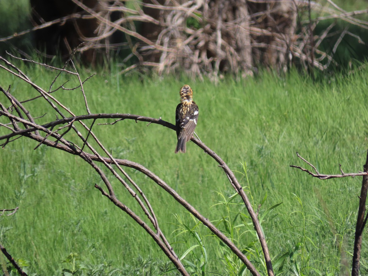 Black-headed Grosbeak - ML619949224