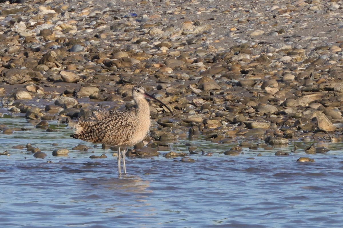 Long-billed Curlew - ML619949227