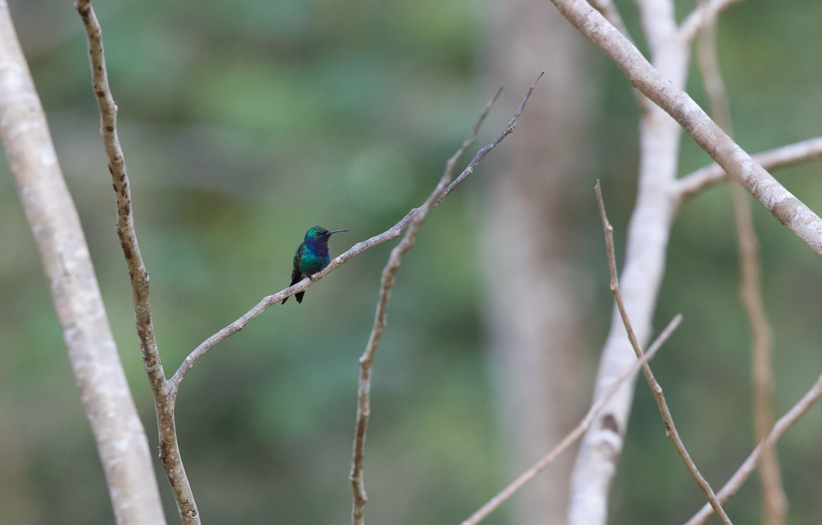 Blue-chested Hummingbird - ML619949234