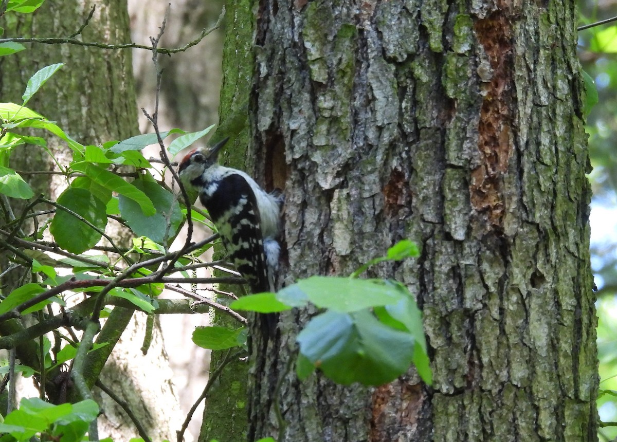 Lesser Spotted Woodpecker - ML619949268