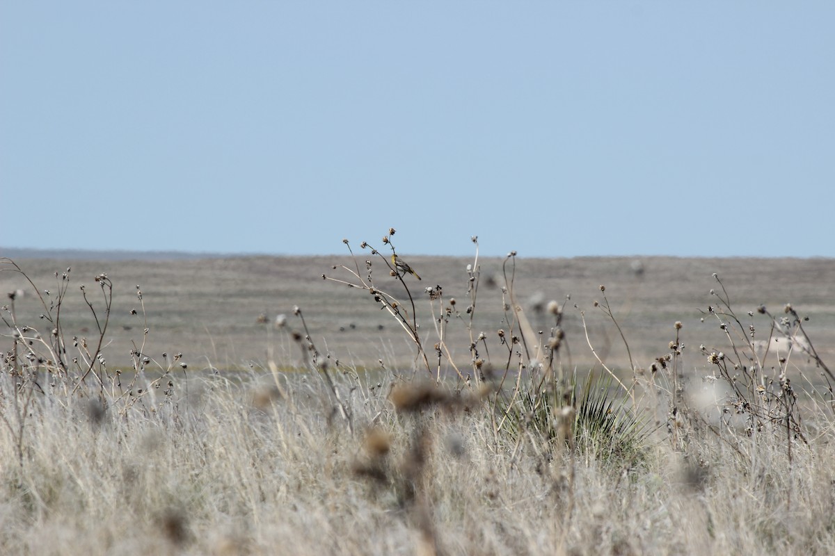 Bullock's Oriole - ML619949275