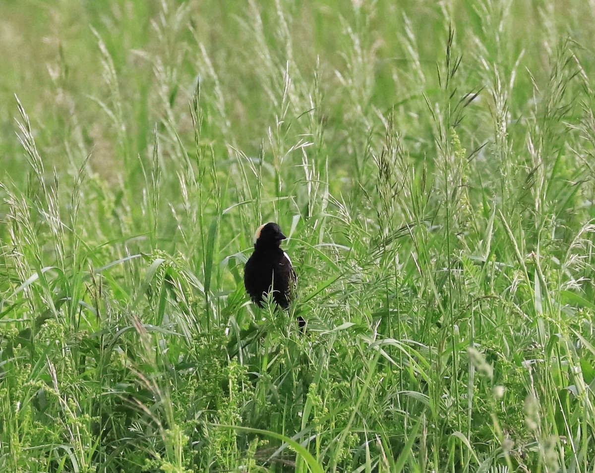 Bobolink - ML619949284