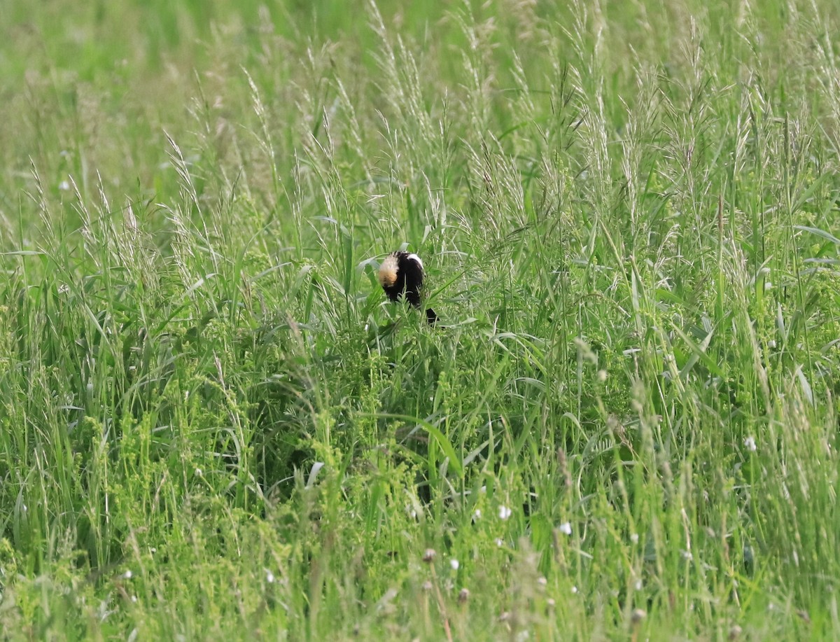 Bobolink - ML619949285