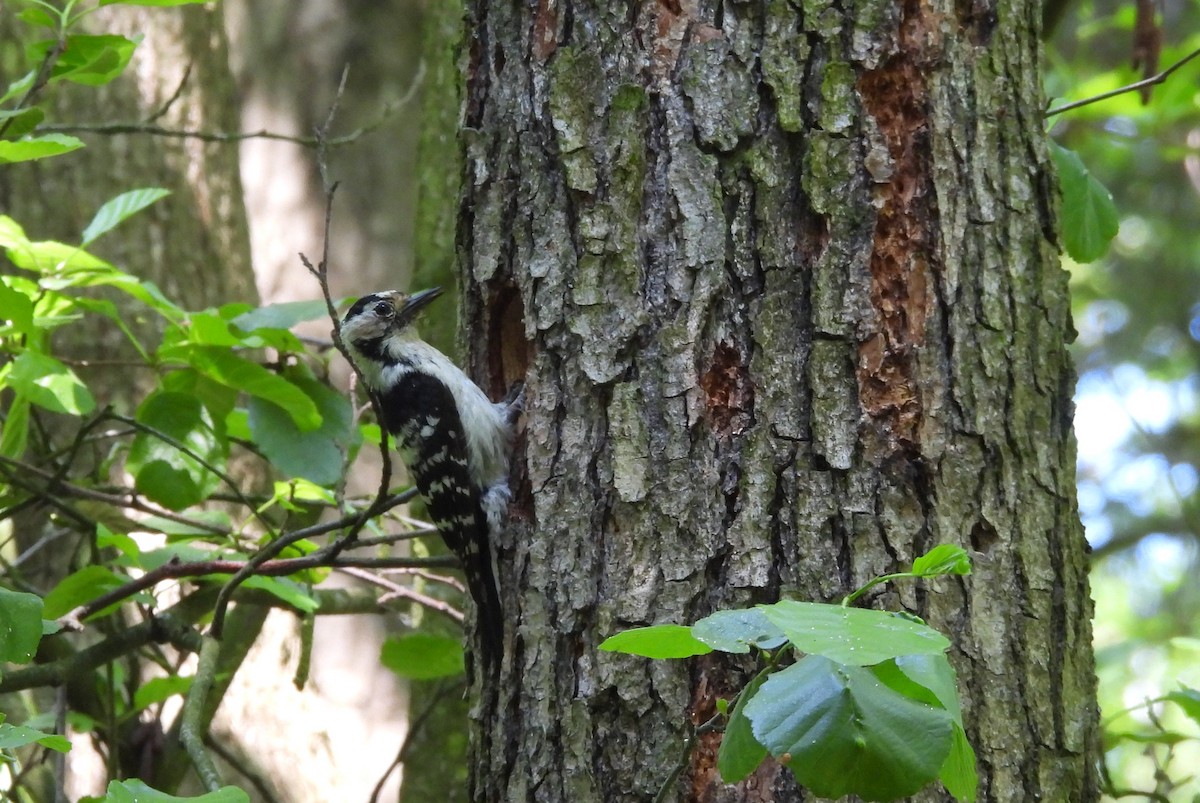 Lesser Spotted Woodpecker - ML619949289