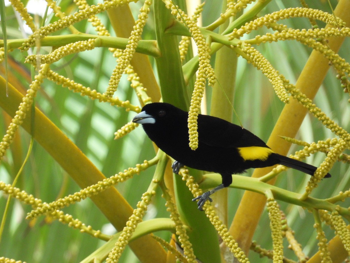 Flame-rumped Tanager - ML619949291