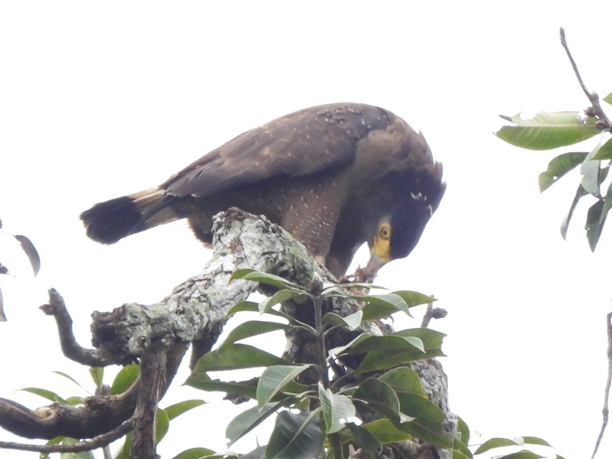 Crested Serpent-Eagle - ML619949292