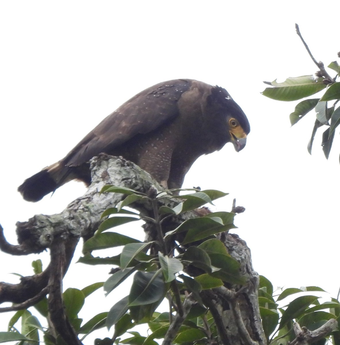 Crested Serpent-Eagle - ML619949293