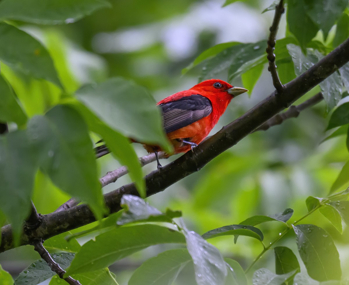 Scarlet Tanager - ML619949296