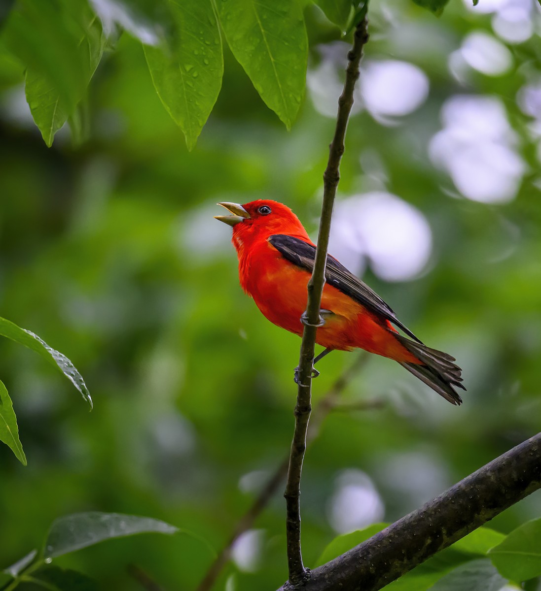 Scarlet Tanager - ML619949297