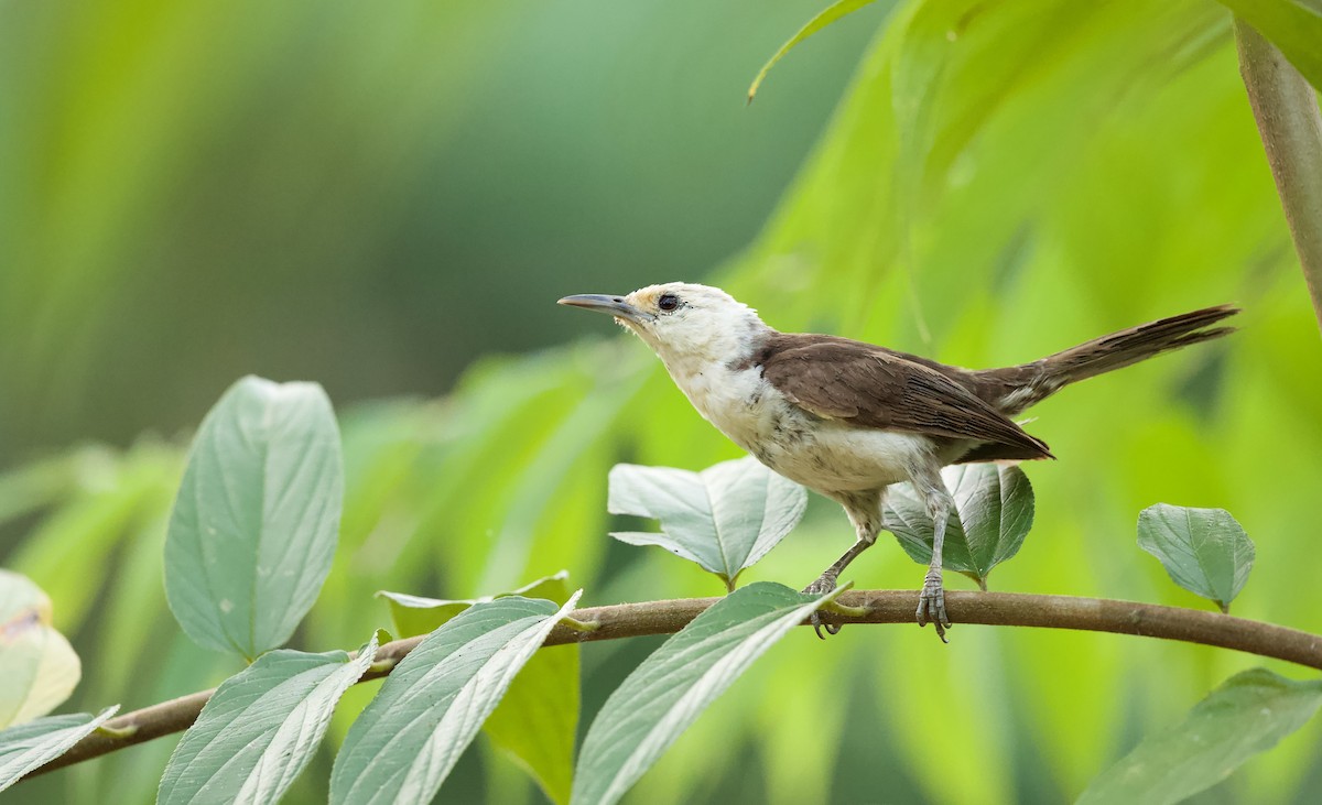 White-headed Wren - ML619949307