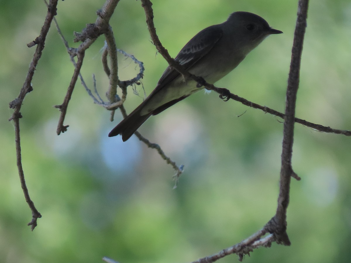 Western Wood-Pewee - ML619949317