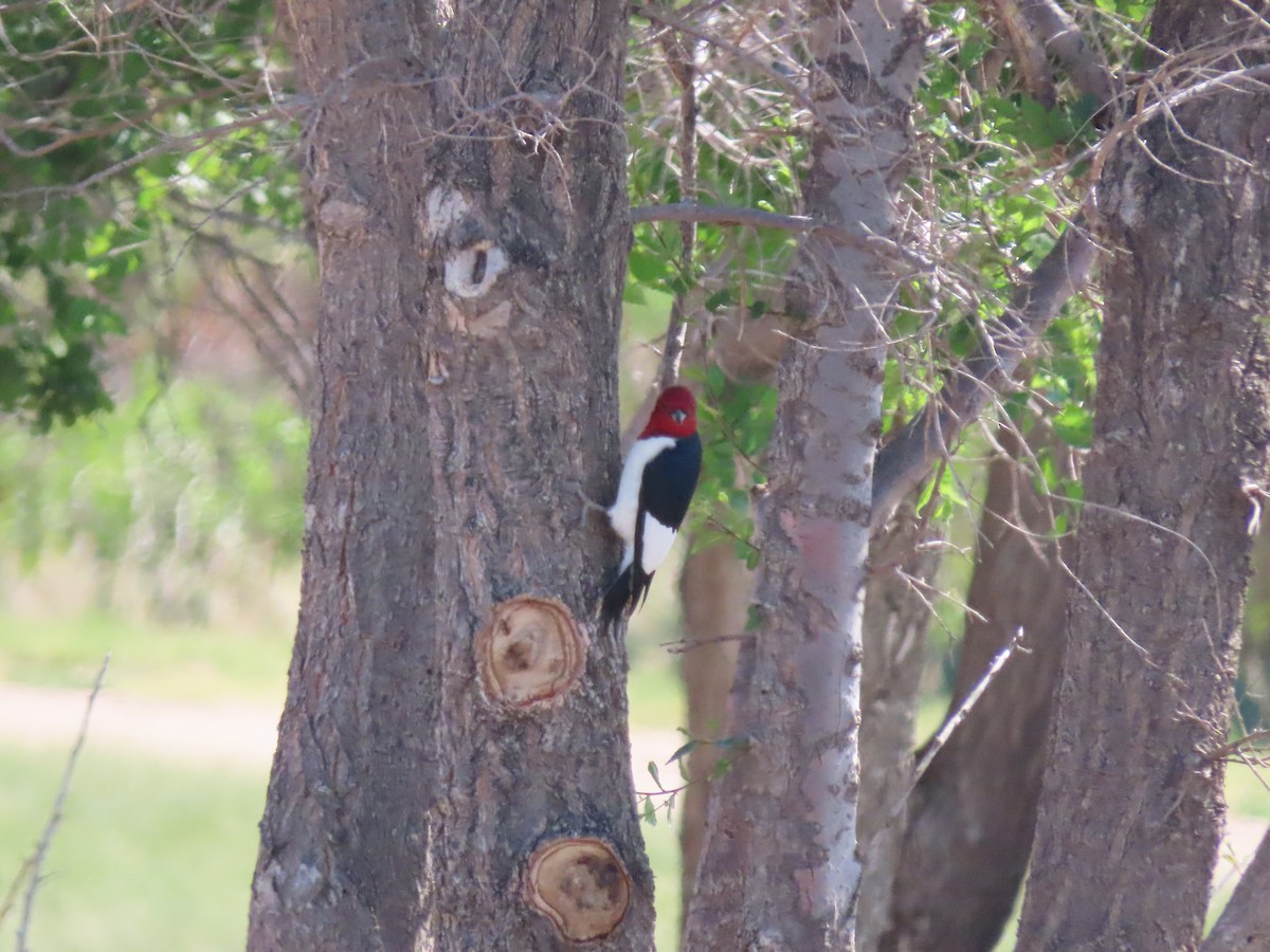 Red-headed Woodpecker - ML619949327