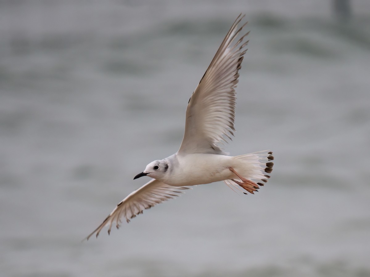 Gaviota de Bonaparte - ML619949332