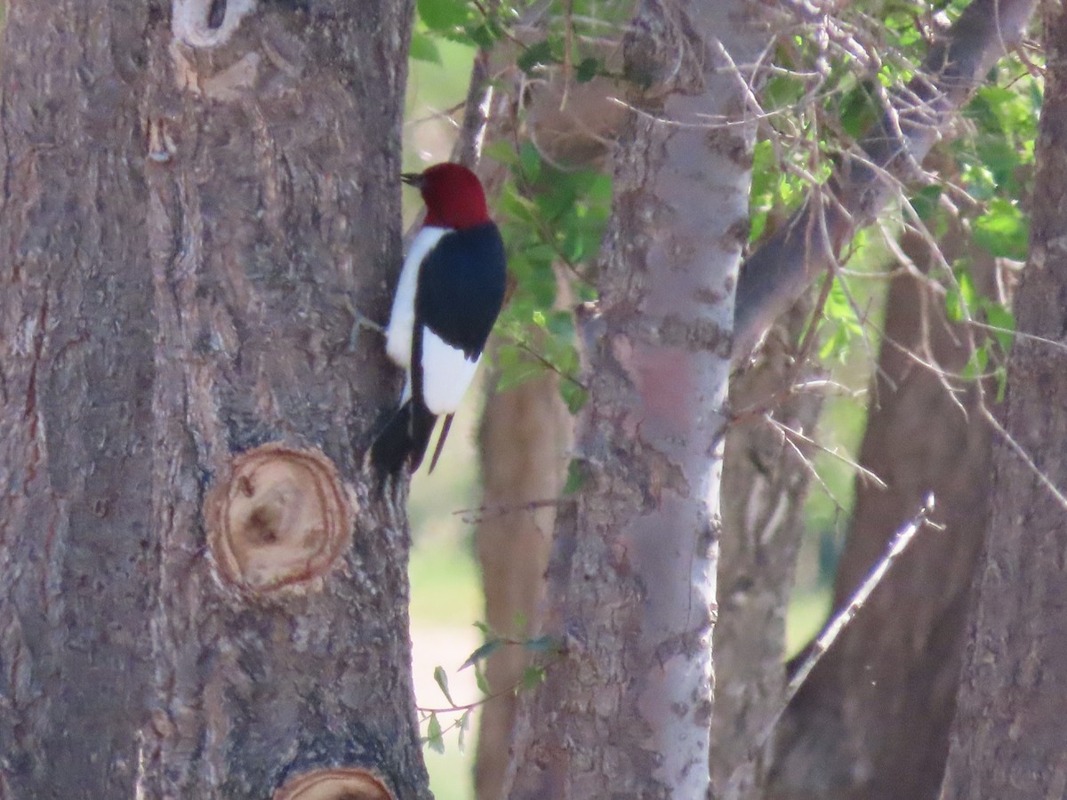 Red-headed Woodpecker - ML619949337