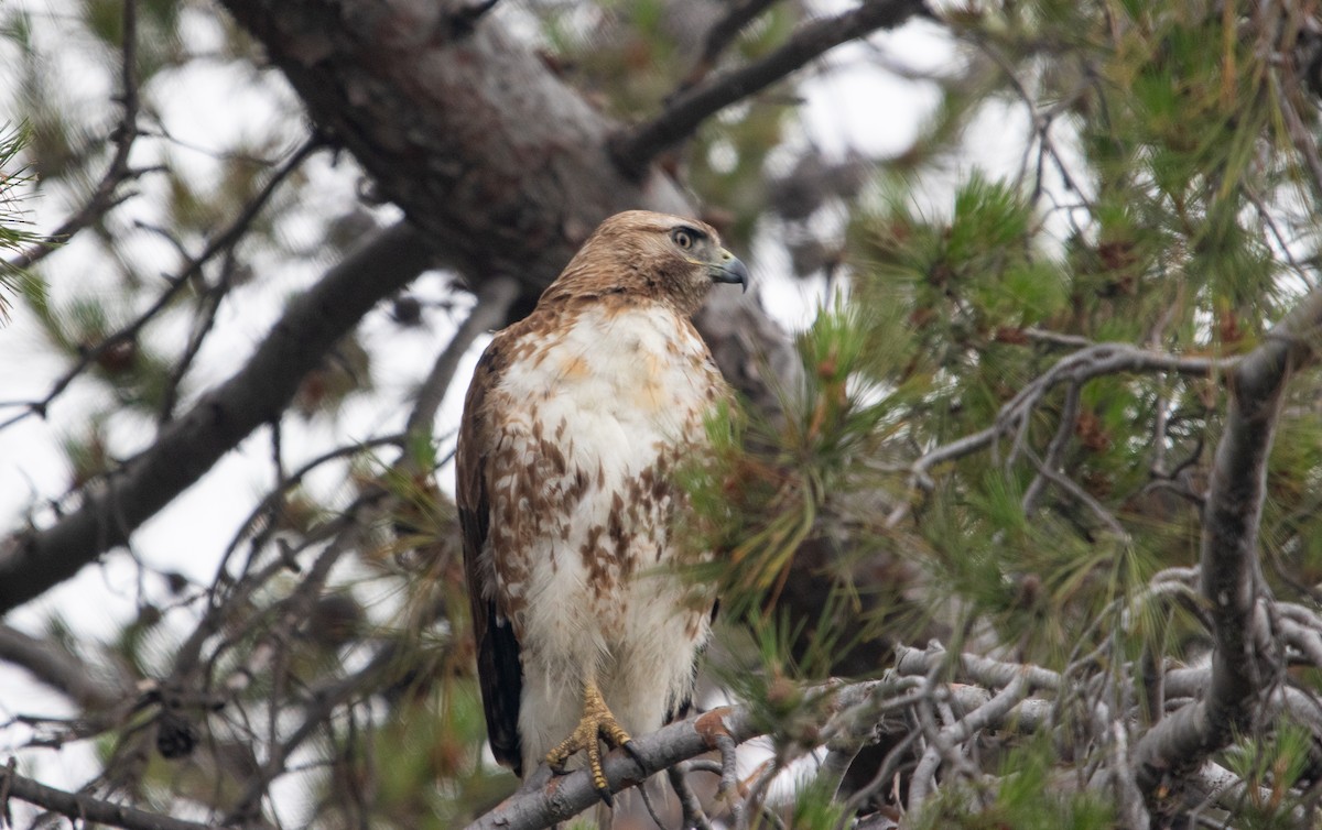 Red-tailed Hawk - ML619949365