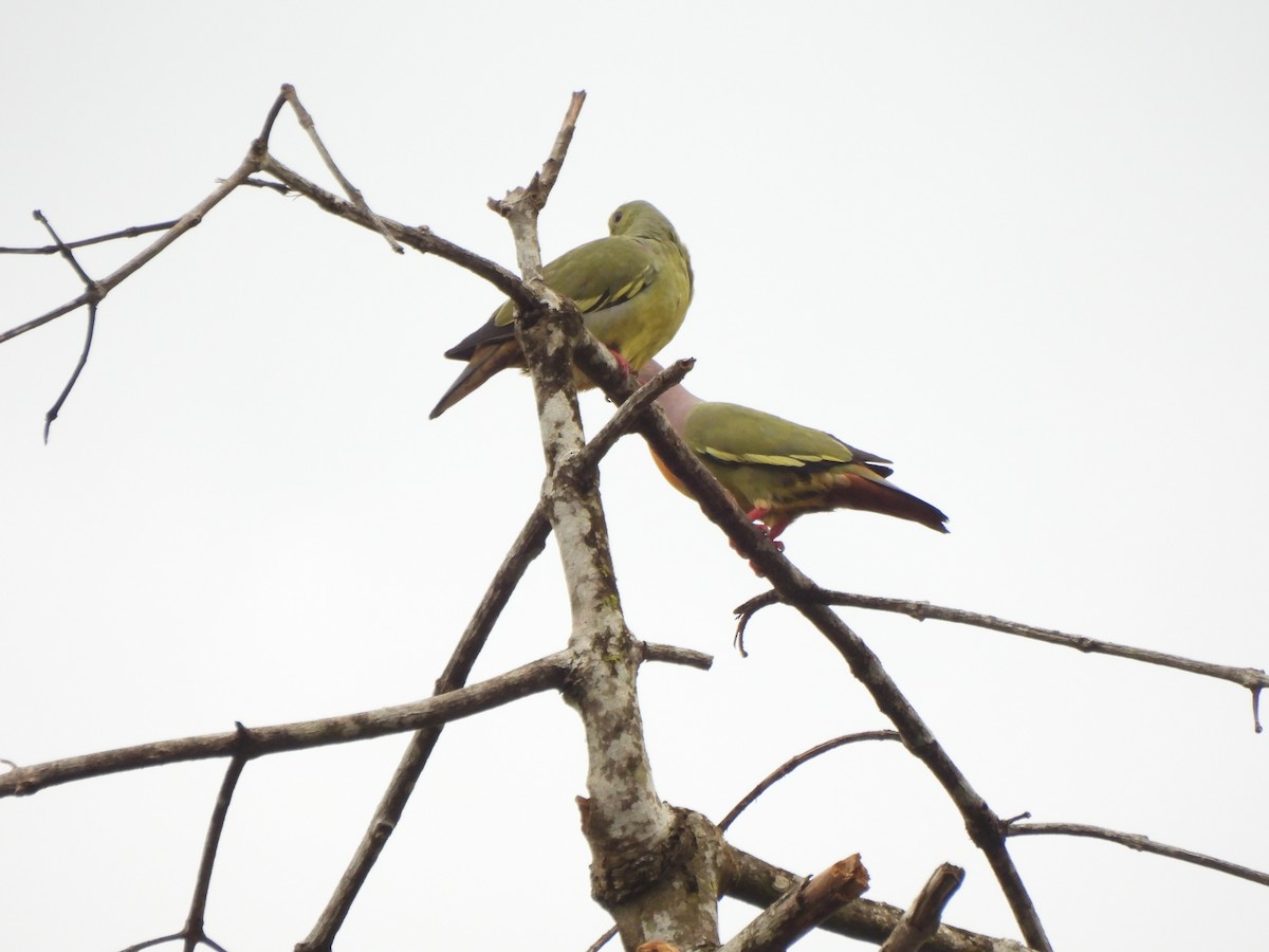 Pink-necked Green-Pigeon - ML619949378