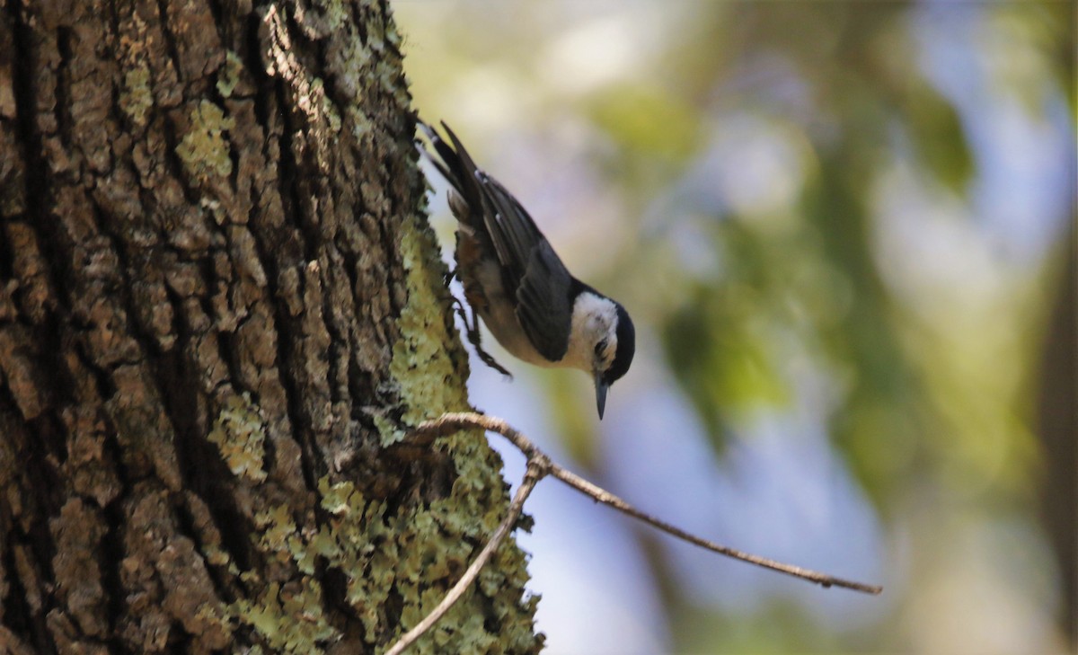 White-breasted Nuthatch - ML619949400