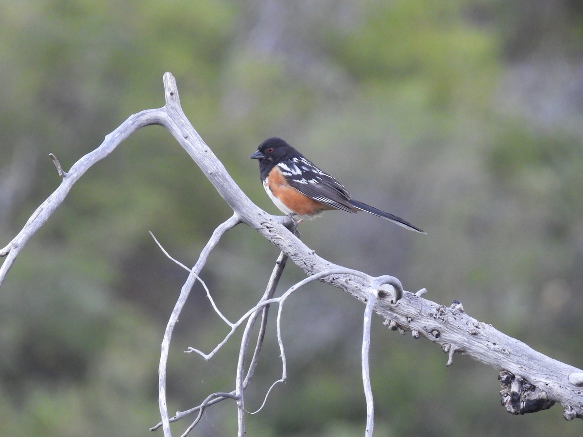 Spotted Towhee - ML619949401