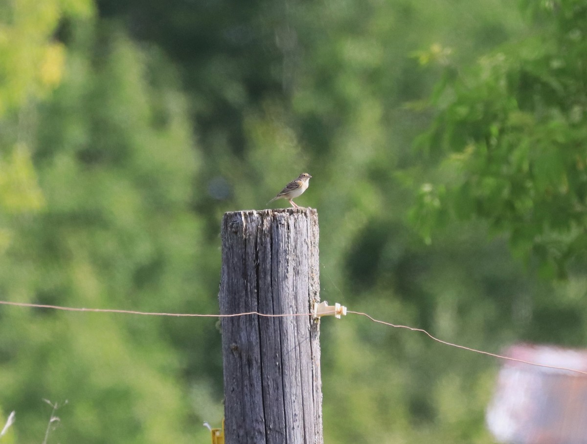 Grasshopper Sparrow - ML619949402