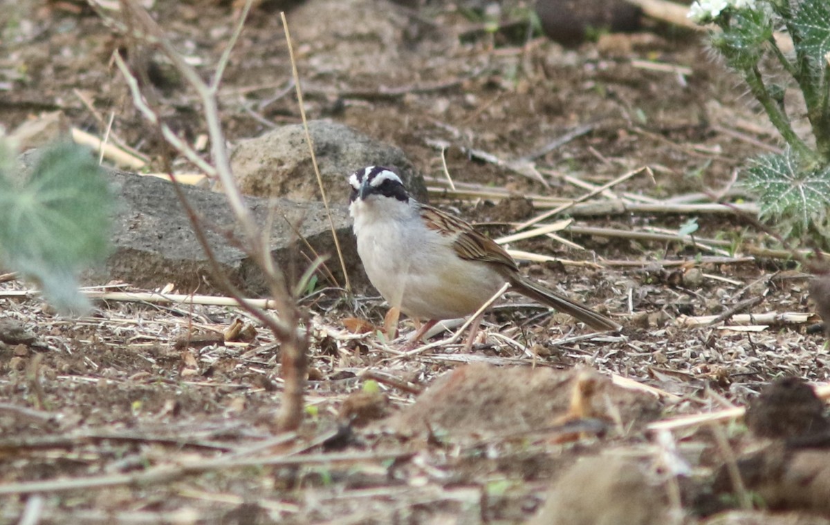 Stripe-headed Sparrow - ML619949405
