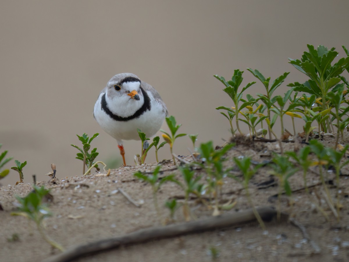 Piping Plover - ML619949406