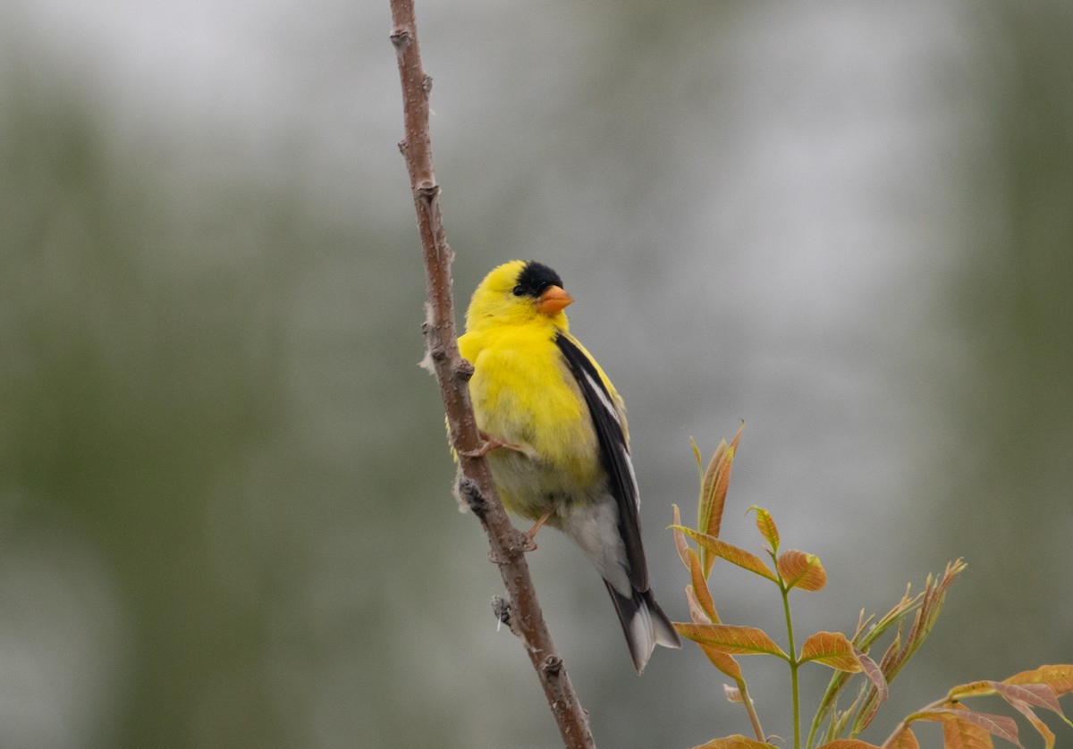 American Goldfinch - ML619949410