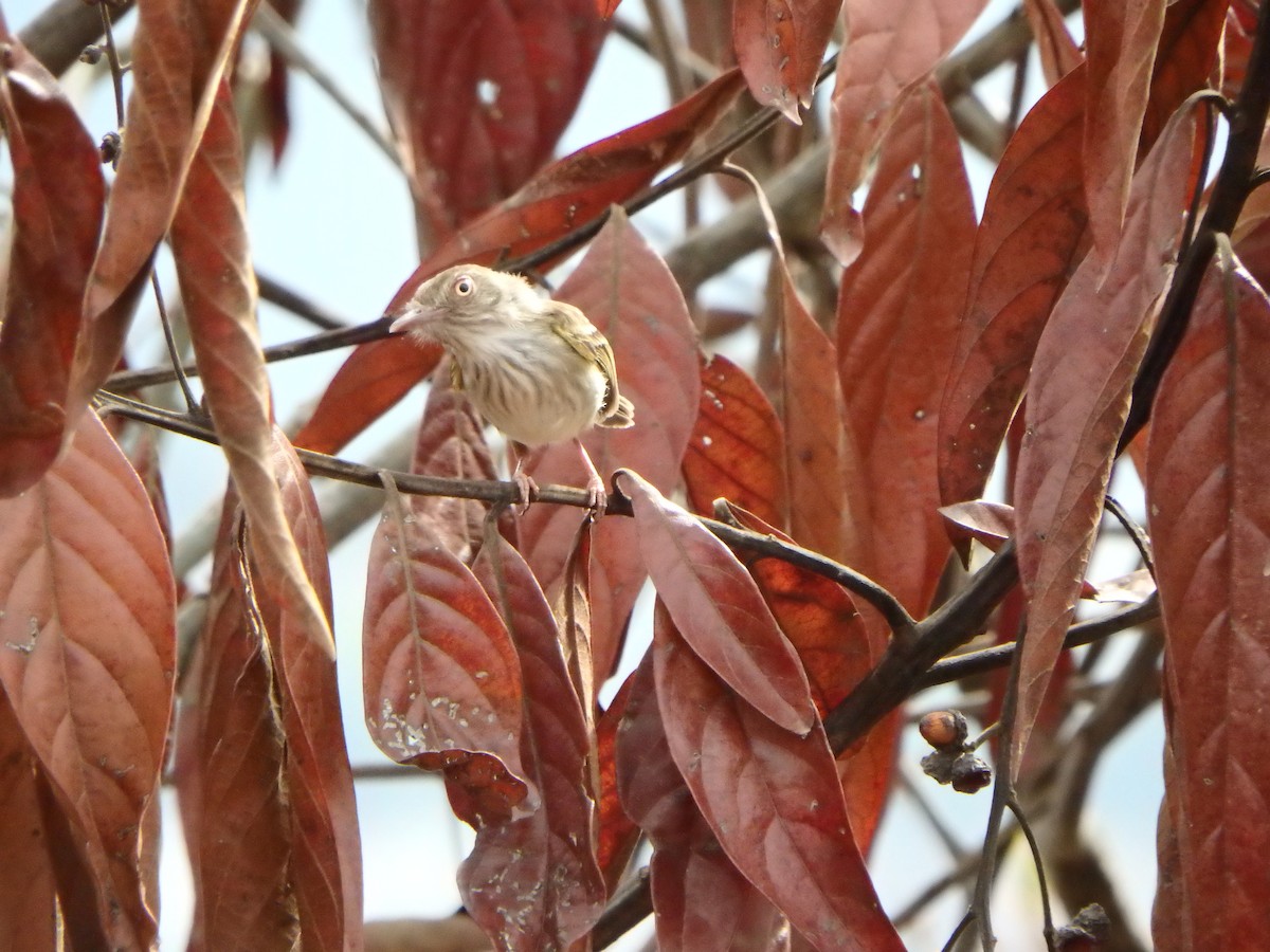 Pearly-vented Tody-Tyrant - ML619949418