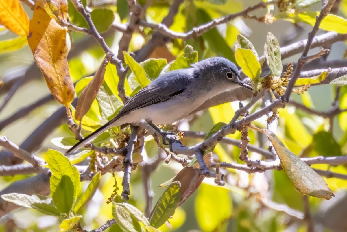 Blue-gray Gnatcatcher - ML619949422