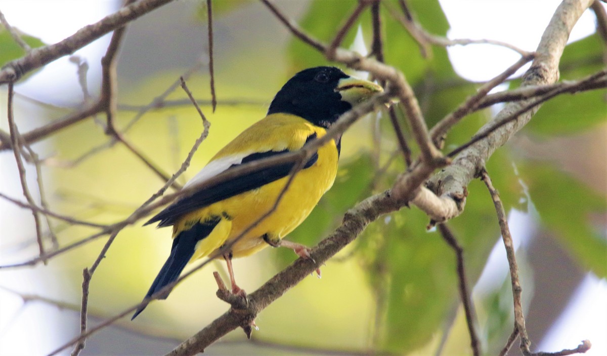 Hooded Grosbeak - ML619949426