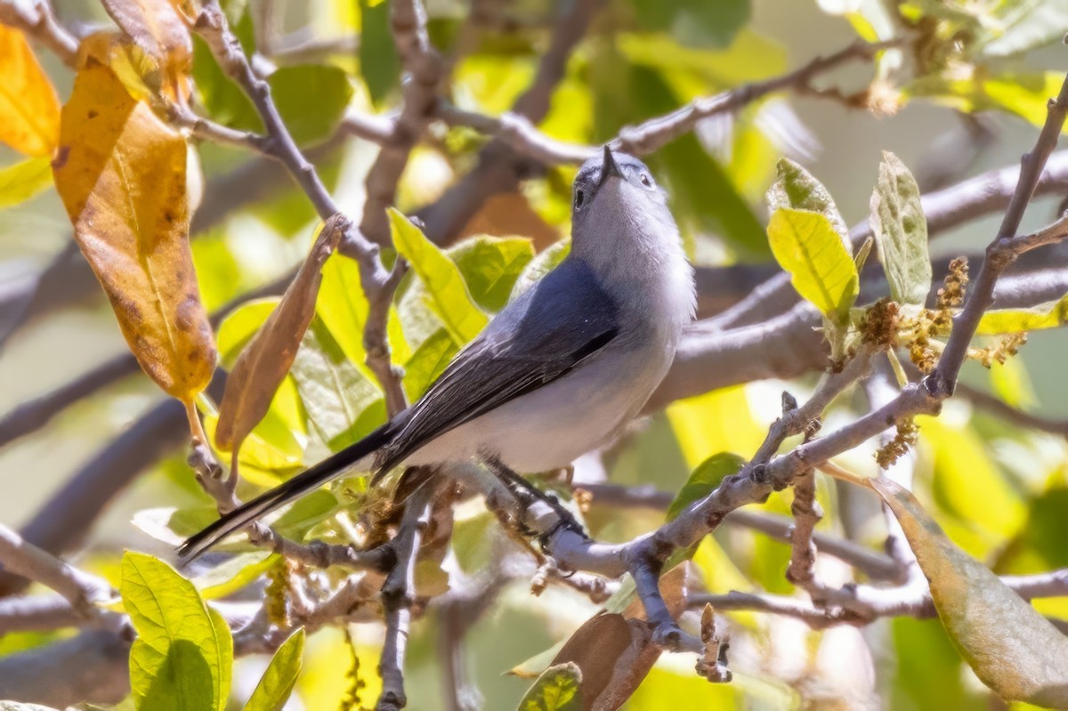 Blue-gray Gnatcatcher - ML619949431