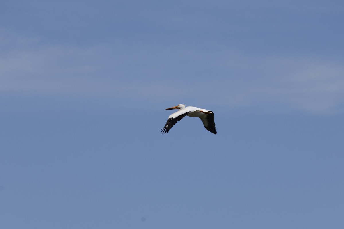 pelikán severoamerický - ML619949435