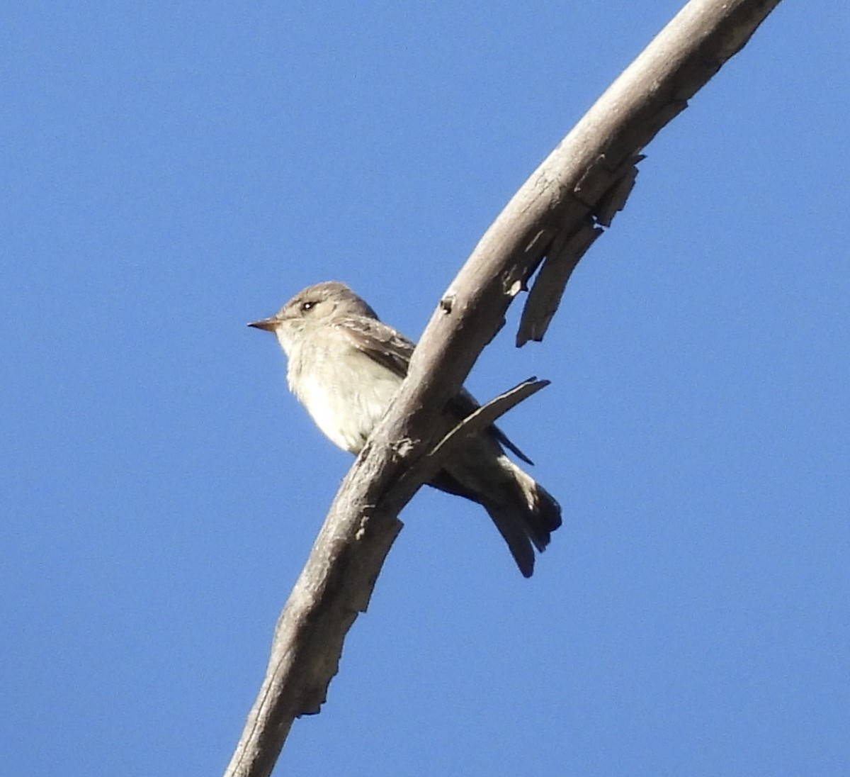 Western Wood-Pewee - ML619949438