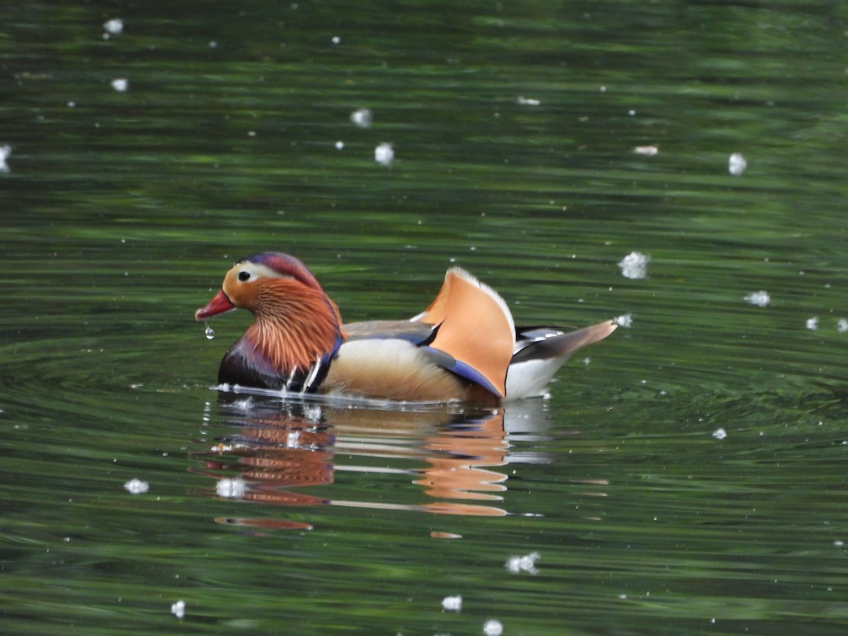 Mandarin Duck - ML619949452