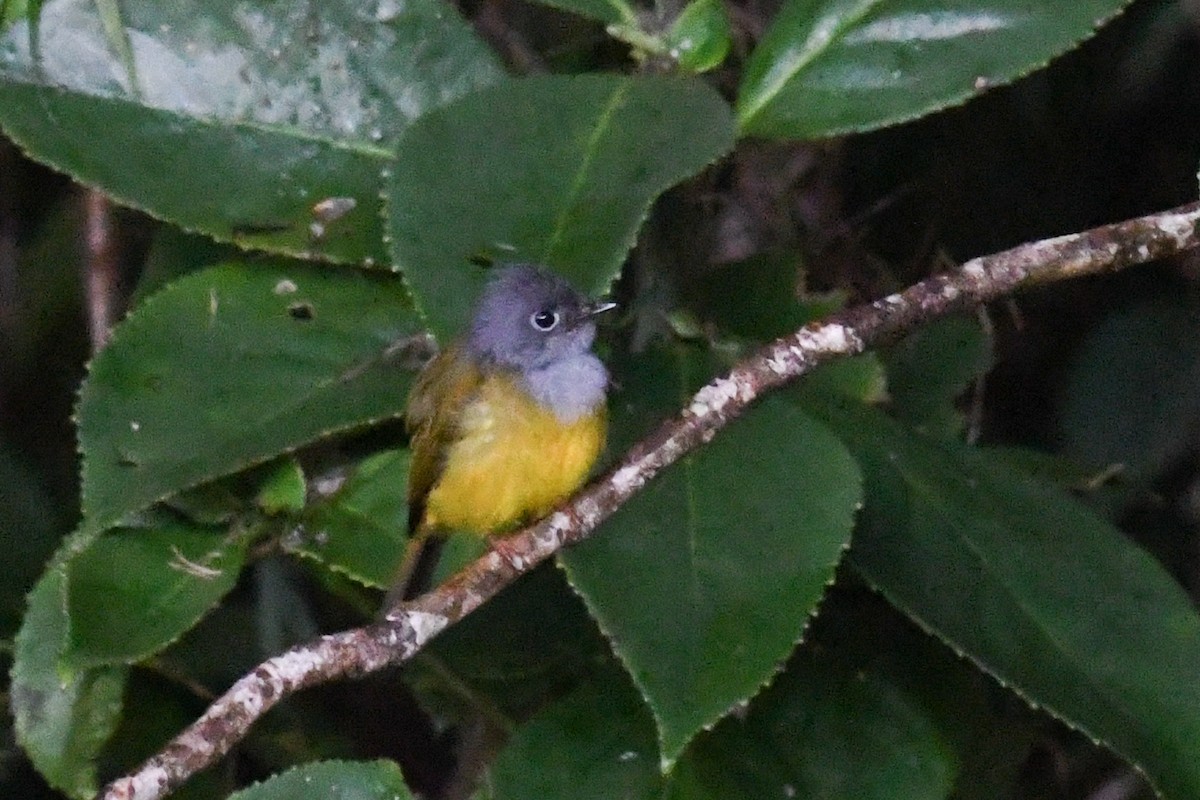 Gray-headed Canary-Flycatcher - ML619949471