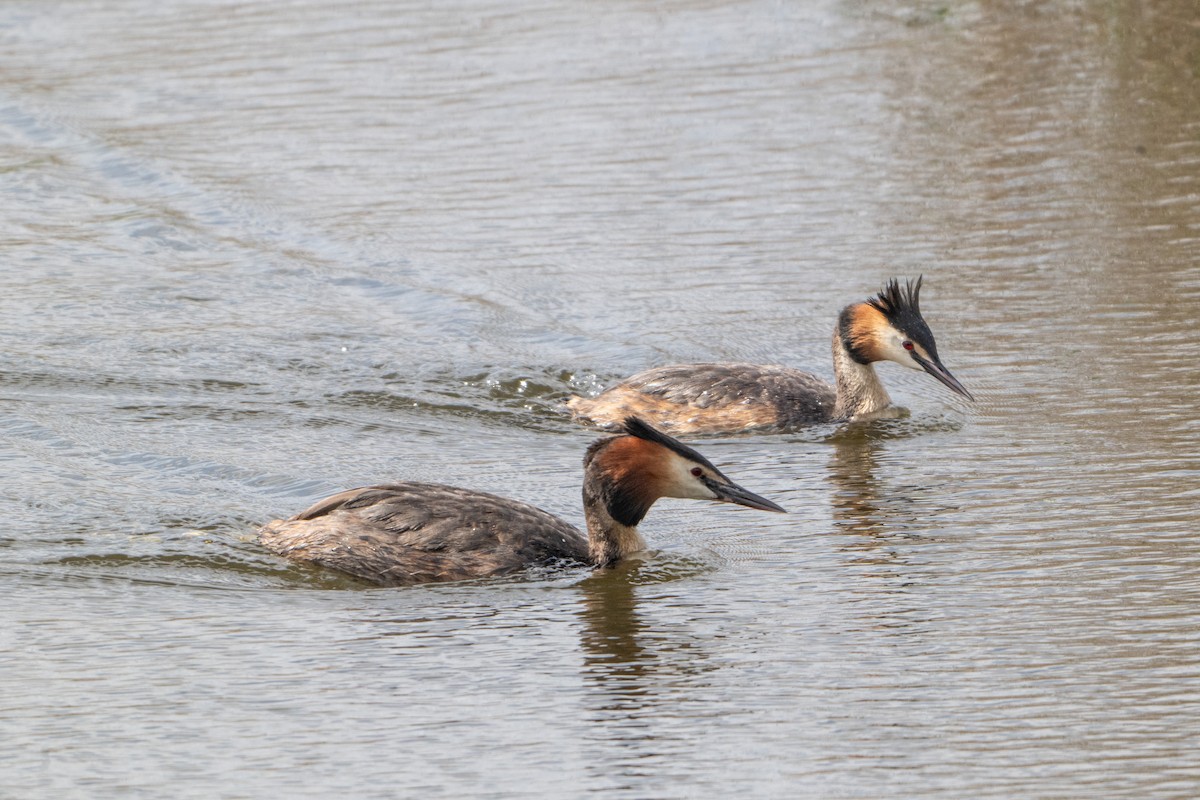 Great Crested Grebe - ML619949475
