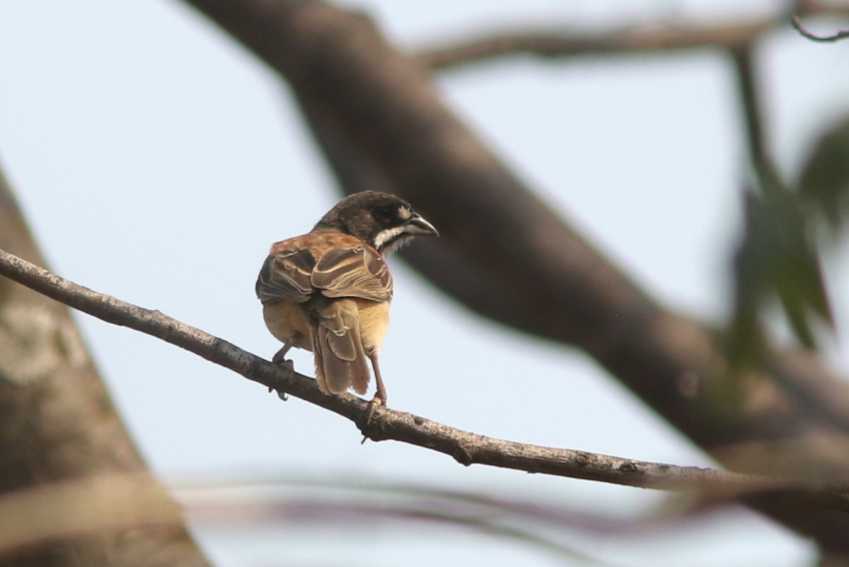 Black-chested Sparrow - ML619949497