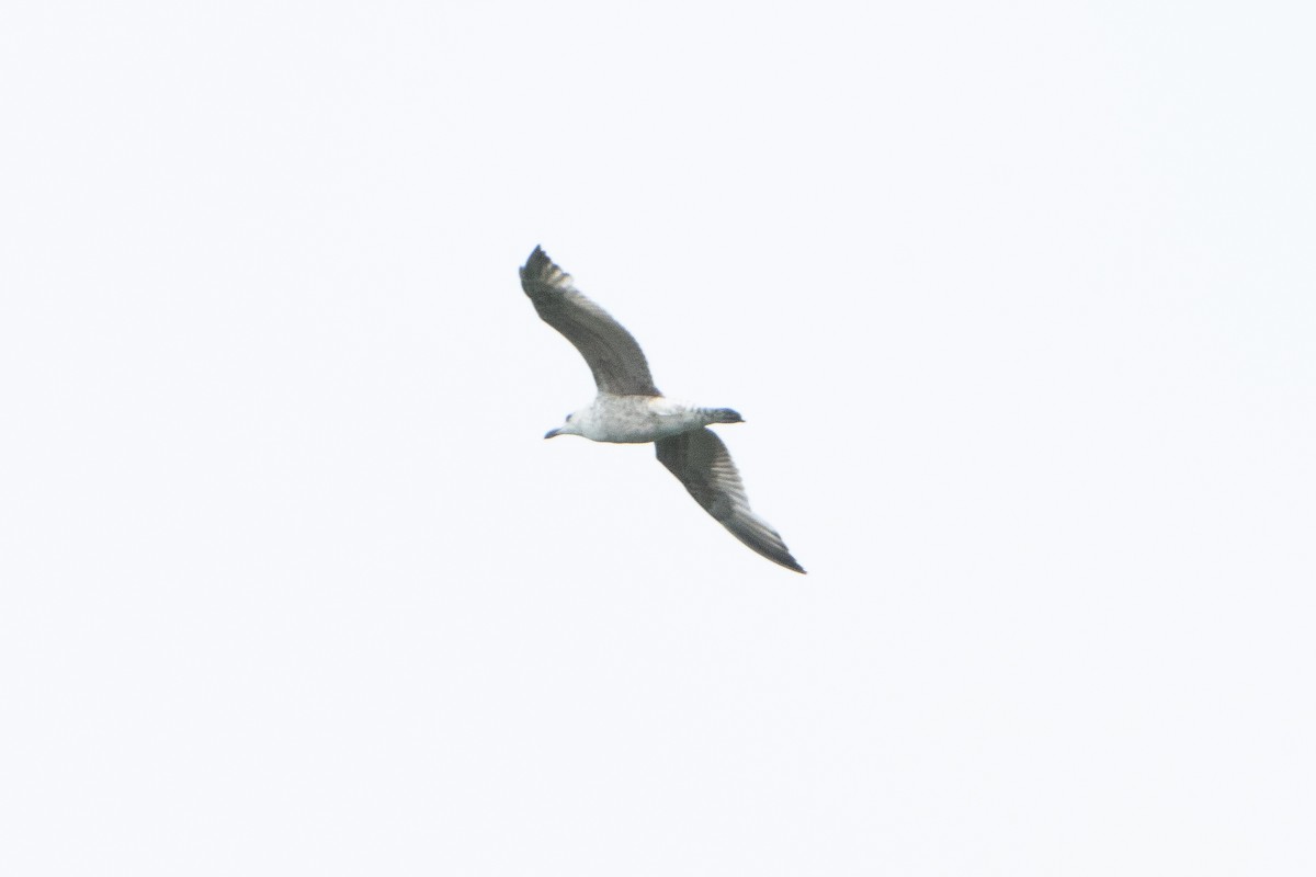 Herring Gull - ML619949505