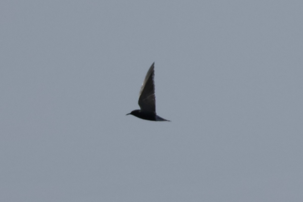 Black Tern - ML619949506