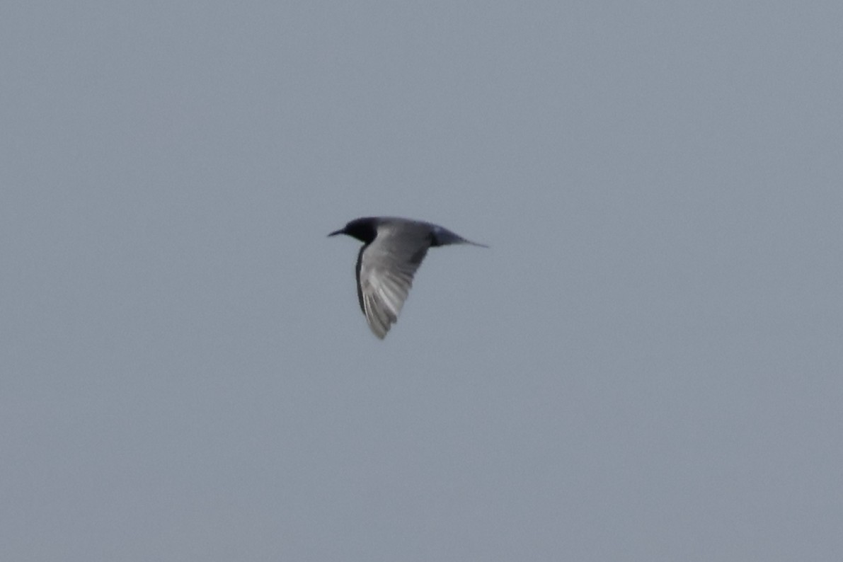 Black Tern - ML619949507