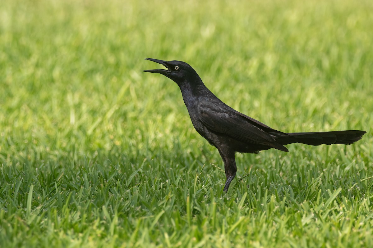 Great-tailed Grackle - ML619949530