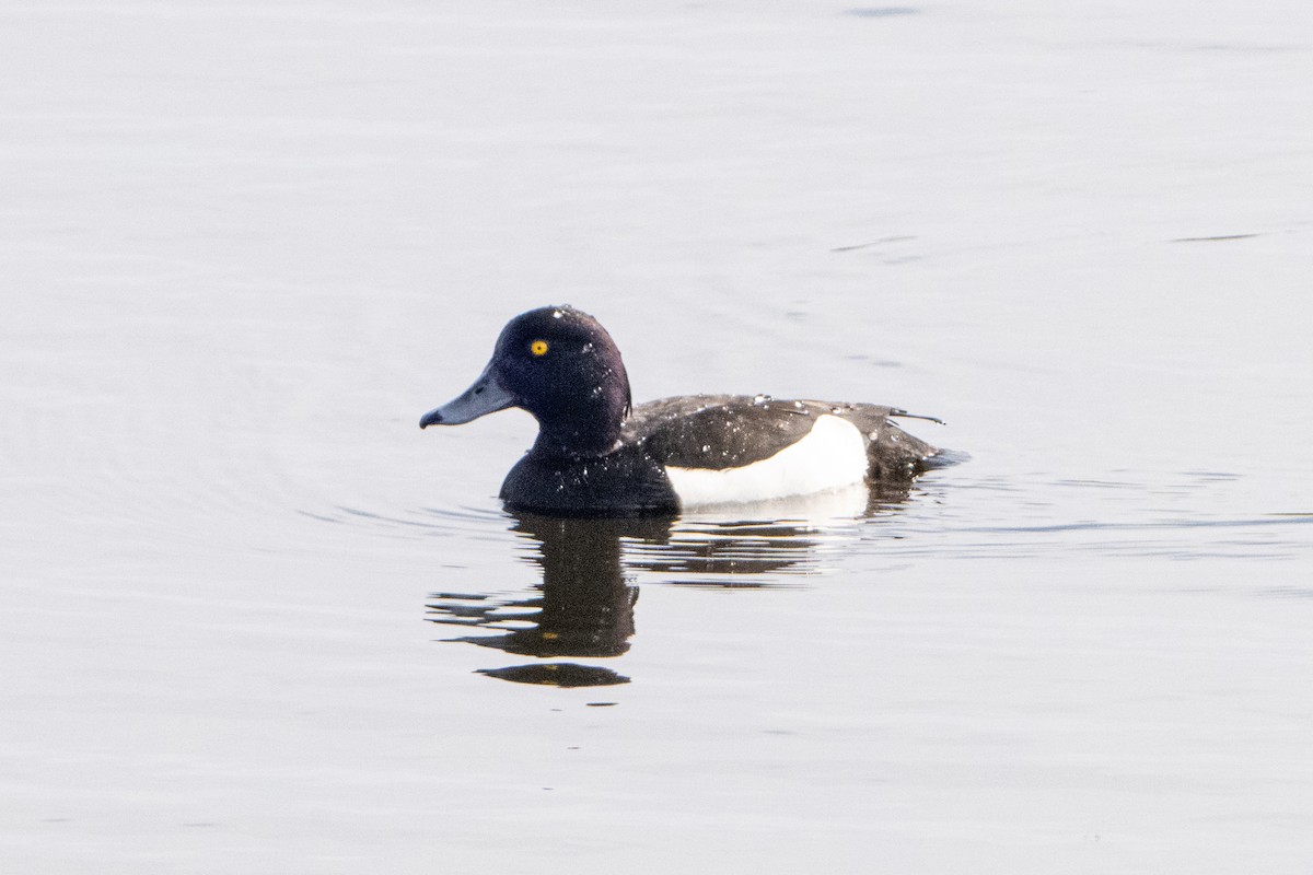 Tufted Duck - ML619949542