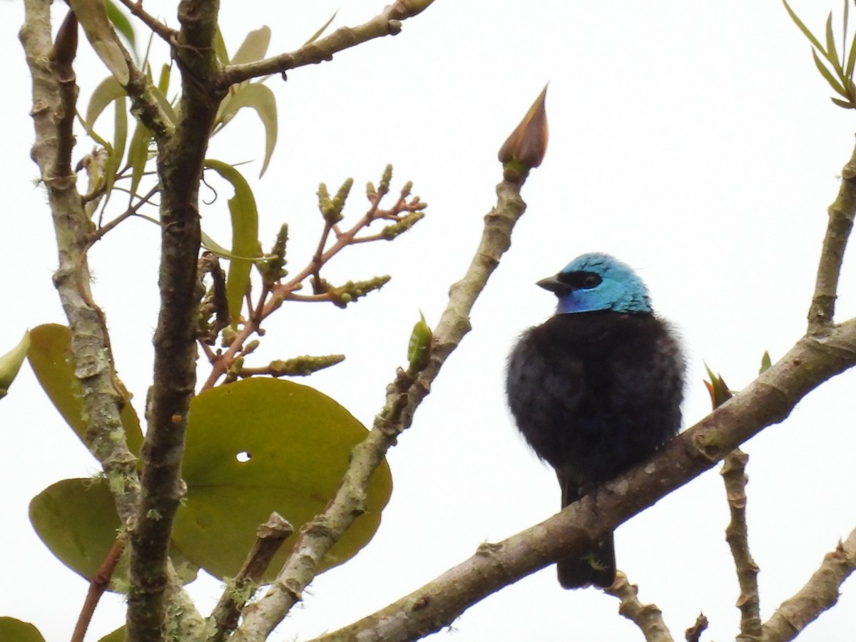 Blue-necked Tanager - ML619949546