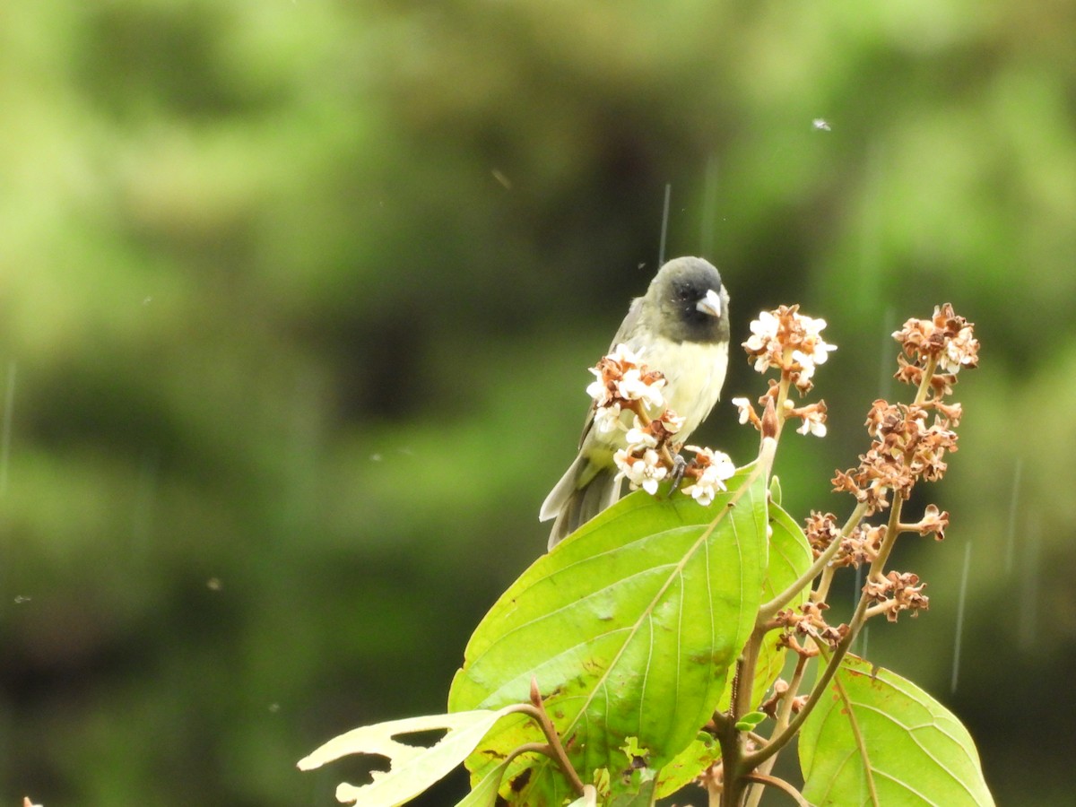 Yellow-bellied Seedeater - ML619949562